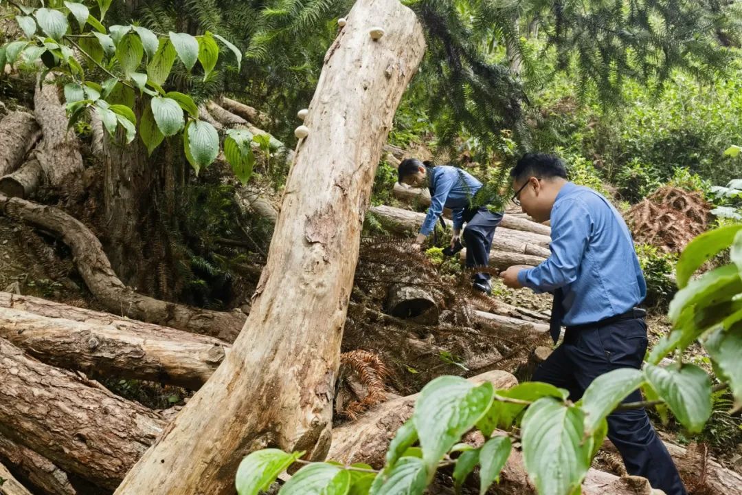 高质效履行法律监督职责“浙”里看见美丽中国麻将胡了电子游戏深入学习贯彻习法治思想(图1)